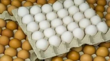 أسعار البيض في كفر الشيخ اليوم الجمعة 31 أكتوبر 2025